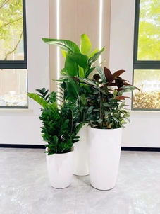 海曙花卉出租哪家好